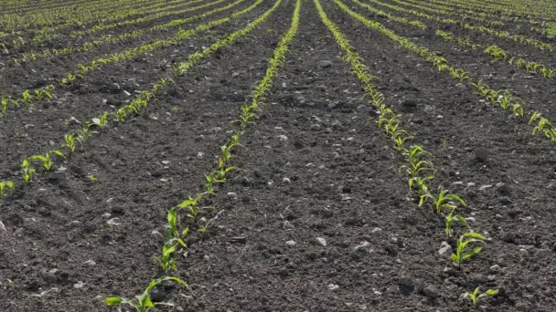 Agricultura, planta de milho no campo, tempo de primavera — Vídeo de Stock