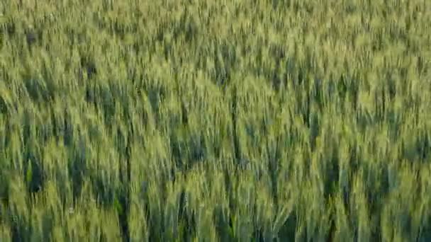 小麦植株在微风中移动 — 图库视频影像