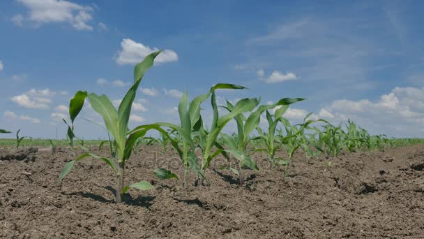 Rostlina kukuřice v oboru — Stock video