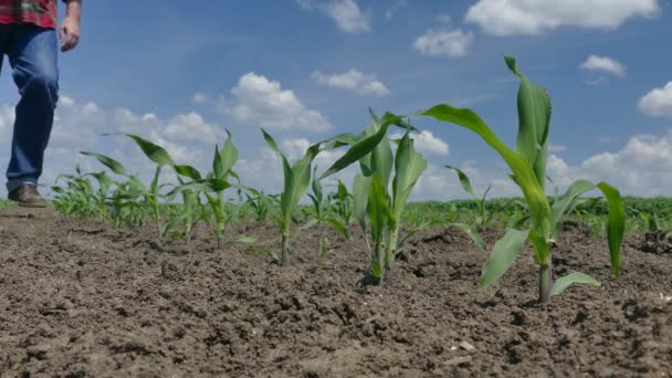 Agricultor em campo de milho inspecionar plantas — Vídeo de Stock