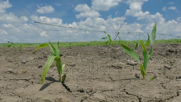 Кукуруза в поле — стоковое видео