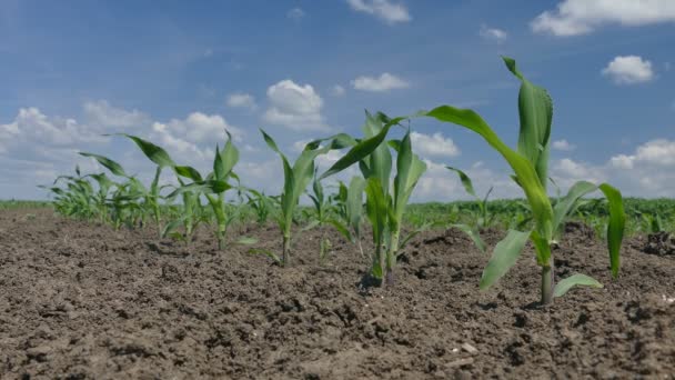 A mező kukorica növény — Stock videók