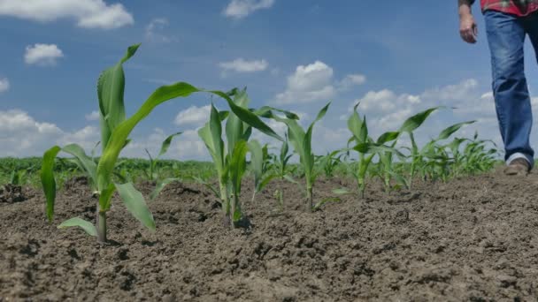 Agricultor en campo de maíz — Vídeo de stock