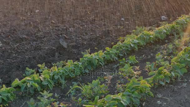 Planta de soja em campo com rega — Vídeo de Stock