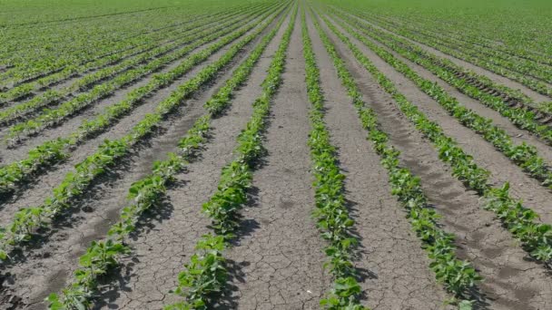 Soybean plant in field — Stock Video