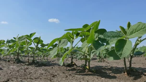 Planta de soja em campo — Vídeo de Stock