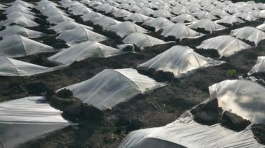 Plastik koruma altına alan karpuz ve kavun bitkilerde