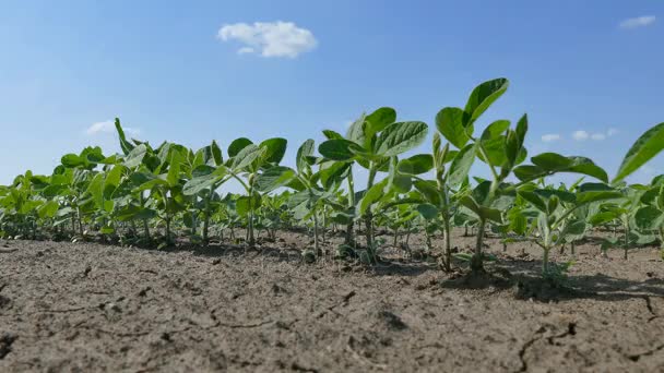 Plante de soja dans le champ — Video