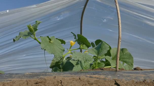 Blühende Melonenpflanze im Feld — Stockvideo