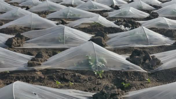 Watermeloen en meloen planten in het veld onder kunststof bescherming — Stockvideo