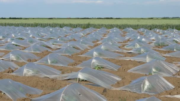 Plantas de sandía y melón en el campo bajo protección plástica — Vídeo de stock