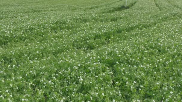 Landwirtschaft, blühendes Erbsenpflanzenfeld — Stockvideo