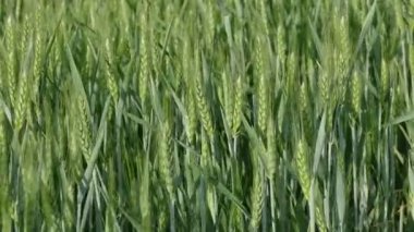 Buğday bitki alanı