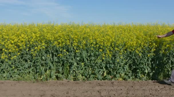 Farmer examining rapeseed field in spring — Stock Video