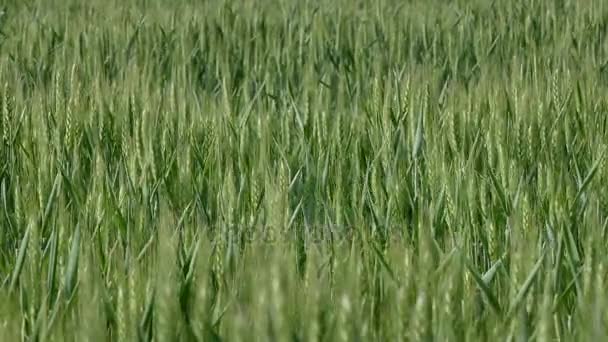 Champ de plantes de blé 