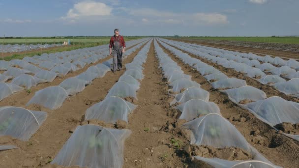 Mezőgazdasági termelő vizsgálja a dinnye és a görögdinnye mező — Stock videók