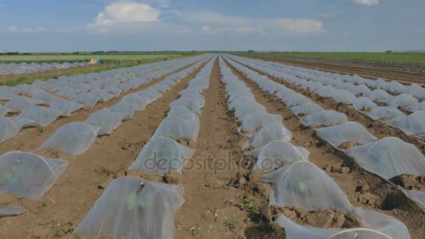 Watermelon and melon plants field — Stock Video
