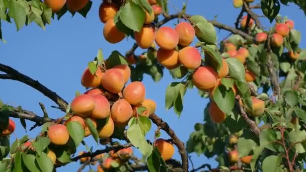 Плоды абрикоса на дереве — стоковое видео