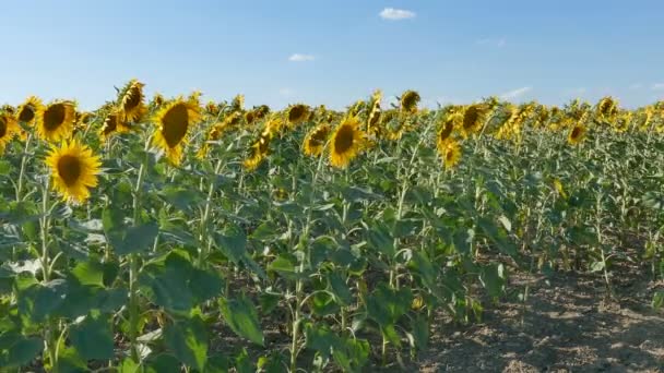 Blühende Sonnenblumenpflanzen auf einem Feld mit blauem Himmel — Stockvideo