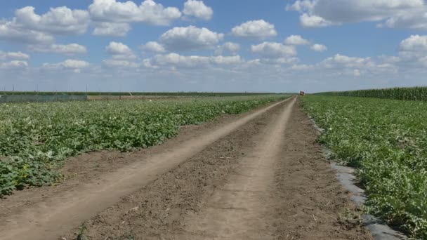 Plantas frutales de sandía y melón — Vídeos de Stock