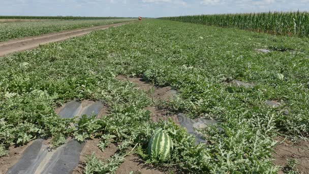 Plantas frutales de sandía y melón en el campo — Vídeo de stock