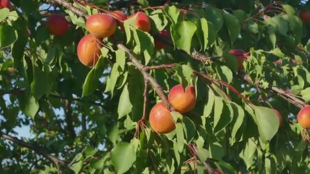 Apricot fruit at tree branch in orchard — Stock Video