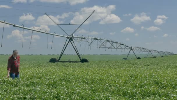 Agricultor caminando y examinando el campo de guisantes con sistema de riego — Vídeos de Stock