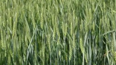 Ağır çekimde hareket yeşil buğday bitki
