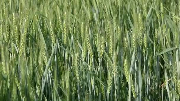 Plante de blé vert en mouvement au ralenti 