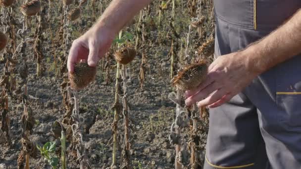 Agricultor examinando plantas de girassol e cultura após a seca — Vídeo de Stock