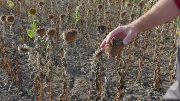 Boer onderzoeken zonnebloemen planten en gewassen na droogte — Stockvideo