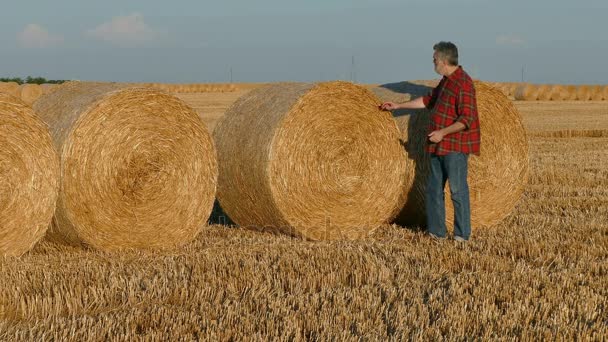 Фермер вивчає тюків у пшеничному полі — стокове відео