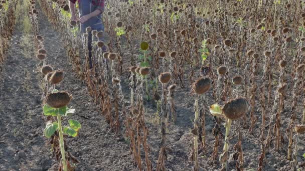 Agricultor examinando plantas e culturas em um campo de girassóis — Vídeo de Stock