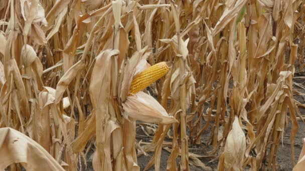 Farmer in corn field, harvest time — Stock Video