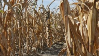 Mısır bitki alanında zarar