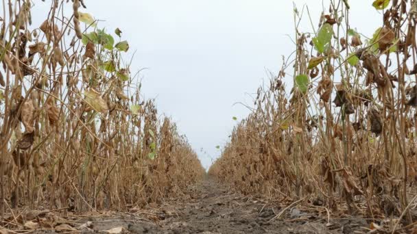 Planta de soja en el campo — Vídeo de stock