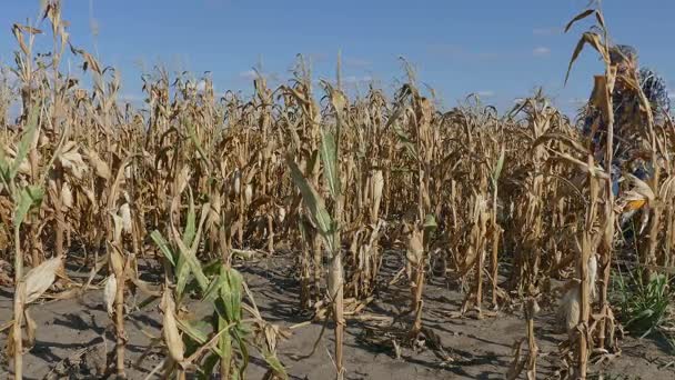 Landwirt untersucht Maispflanze auf Feld — Stockvideo