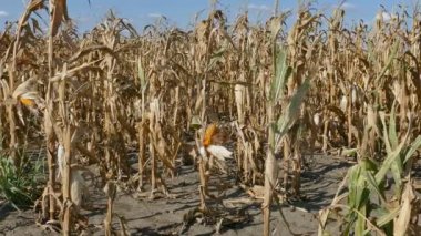 Mısır bitki sonbahar alanında