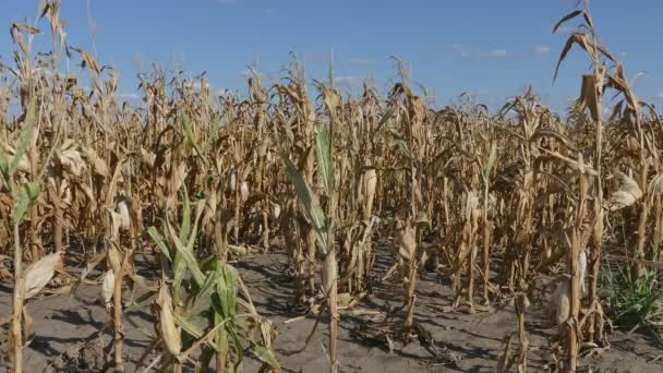 Planta de maíz en el campo en otoño — Vídeo de stock