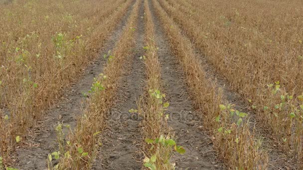 Soy bean plant in field — Stock Video