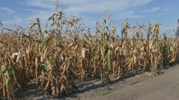 Boer of landbouwingenieur behandeling van maïs fabriek in veld — Stockvideo