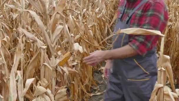 Agricultor examinando planta de maíz en el campo — Vídeo de stock