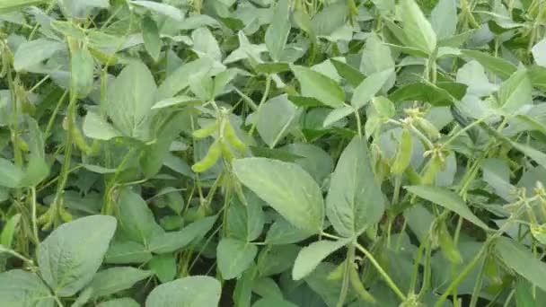 Plante de soja vert dans le champ — Video