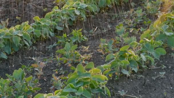 Soy bean veld met drenken — Stockvideo