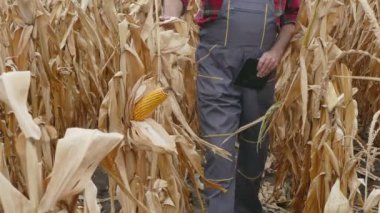 Mısır tarlasında çiftçi