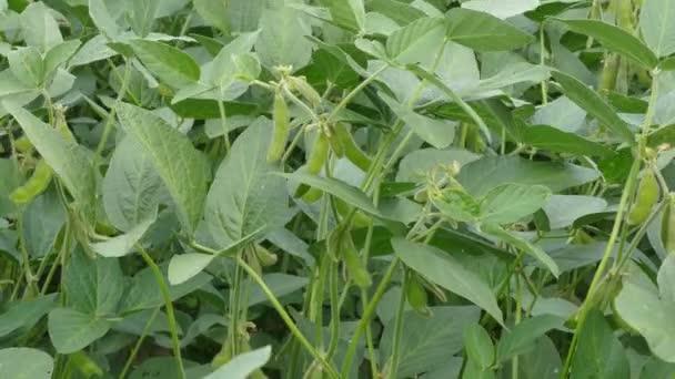 Planta de soja verde en el campo — Vídeo de stock