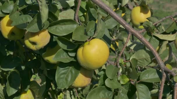 Quince fruit at tree branch — Stock Video