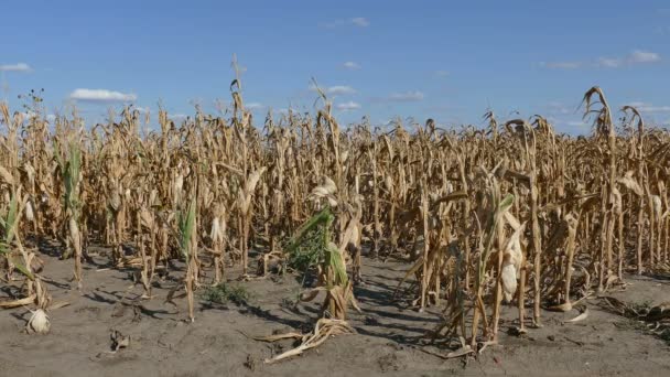 Plantas de maíz en el campo a finales del verano después de la sequía — Vídeos de Stock