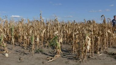 Çiftçi kuraklık sonra Mısır bitki alanında incelenmesi