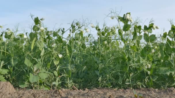 Blooming pea plant in field — Stock Video